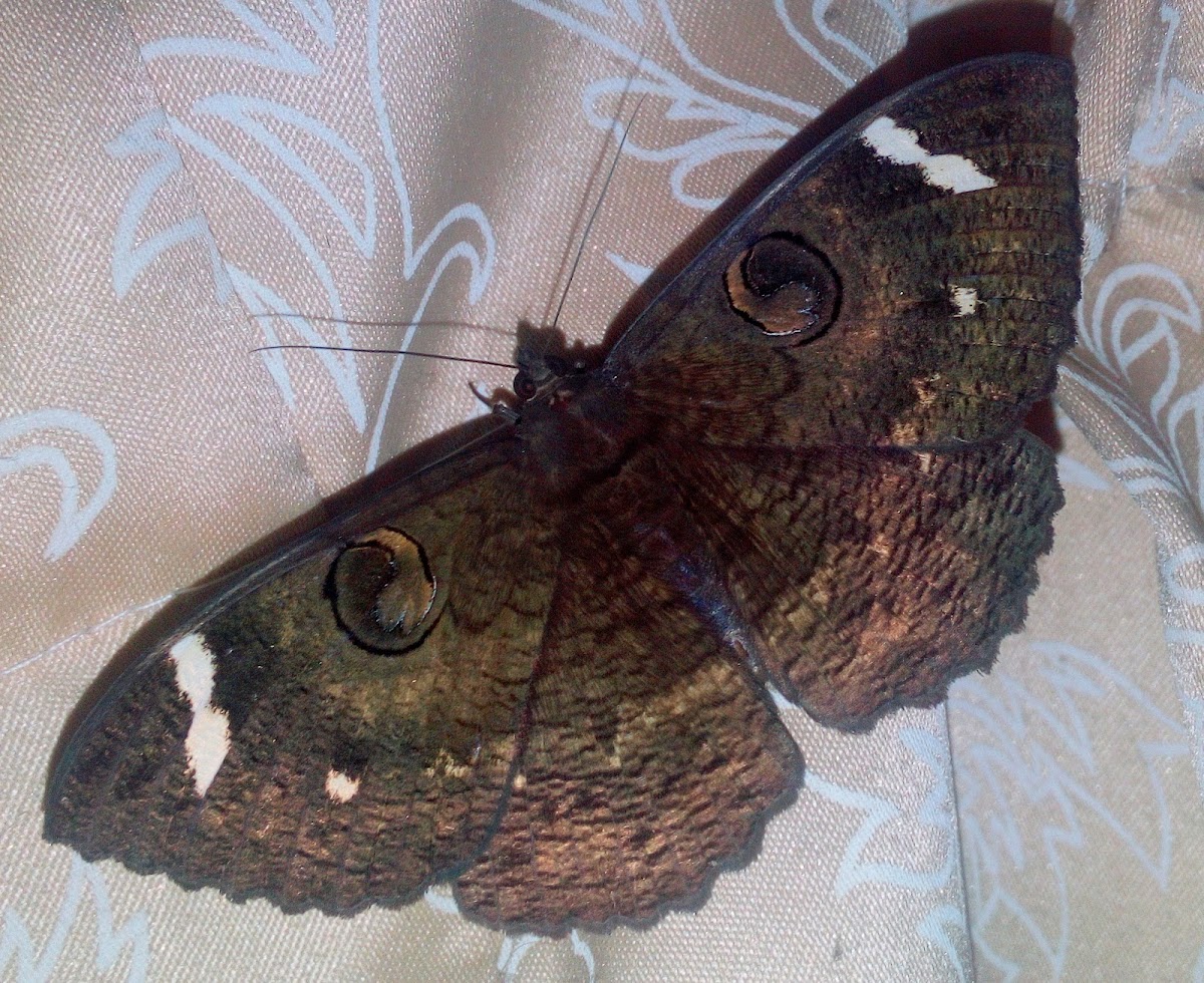 White-barred Owl Moth