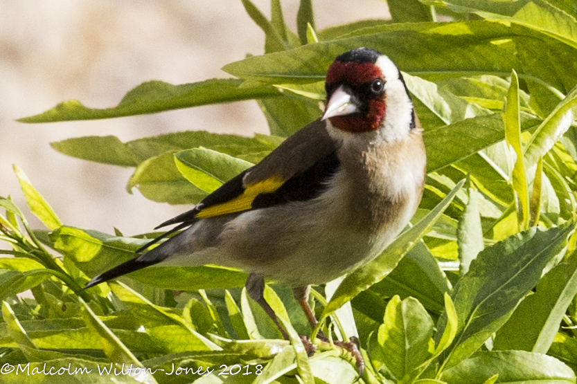 Goldfinch; Jilguero