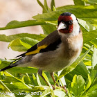 Goldfinch; Jilguero