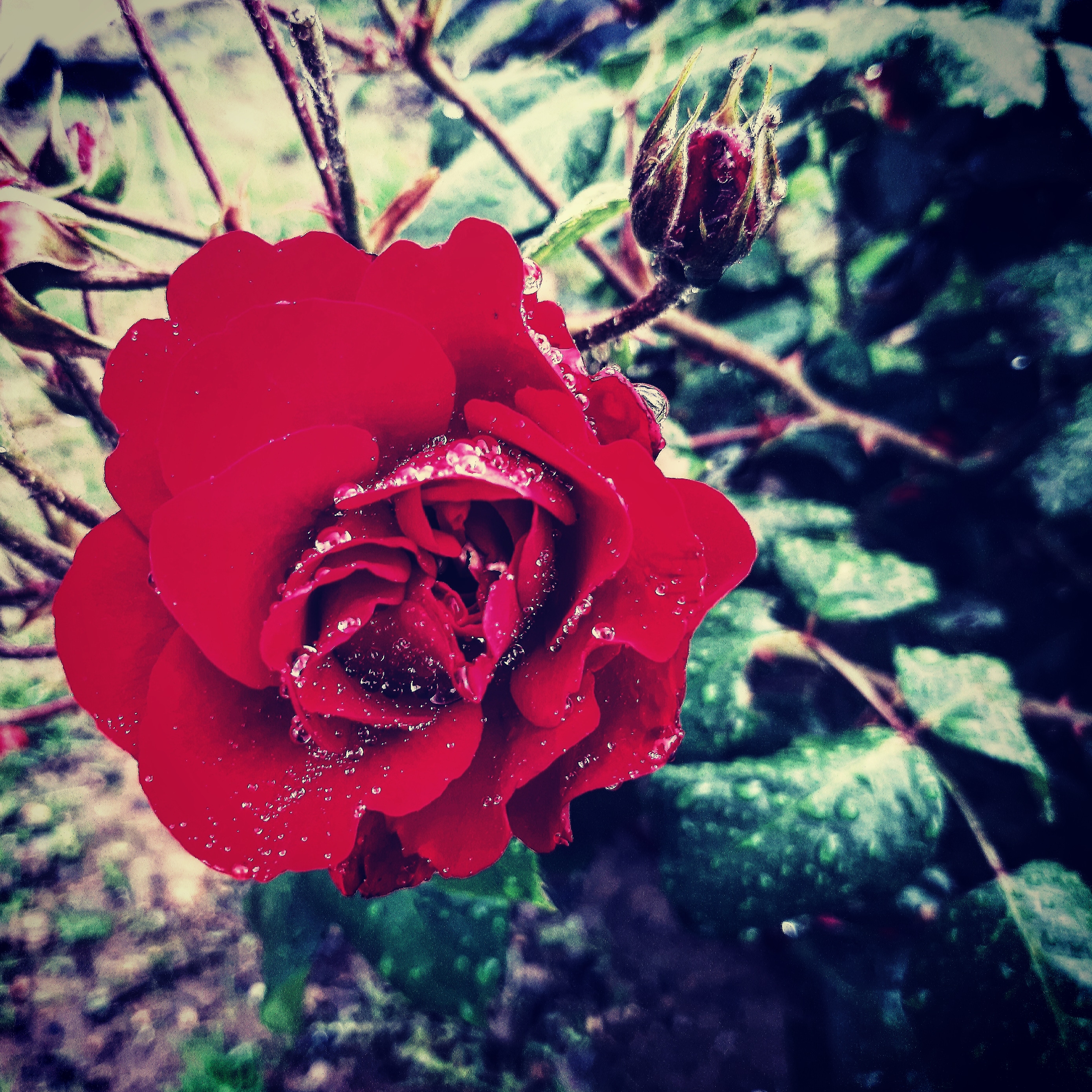 Passione della natura di stefania_lazzari