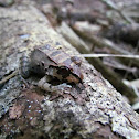 Smoky jungle frog