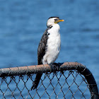 Little pied cormorant