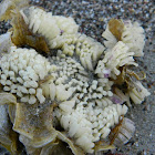 Red-mouthed rock shell egg capsules