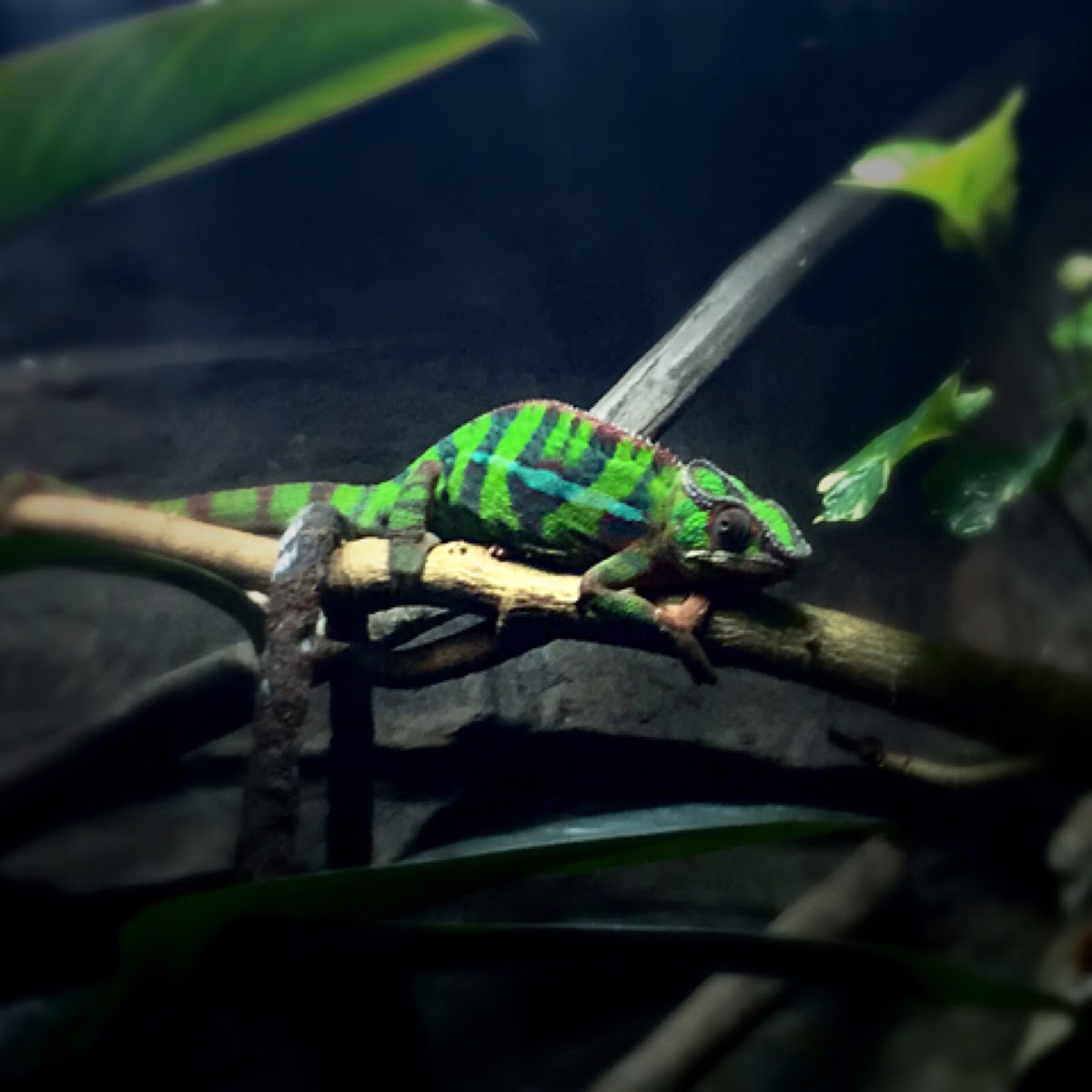 Panther Chameleon