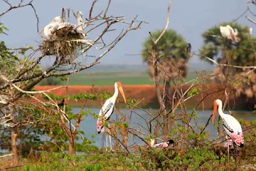 top-monsoon-getaways-delhi-Sultanpur_Bird_Sanctuary