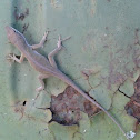 Carolina Anole