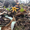 Trout Lily