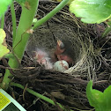 Dark-eyed Junco