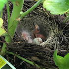 Dark-eyed Junco