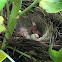 Dark-eyed Junco