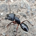 Carpenter Ant