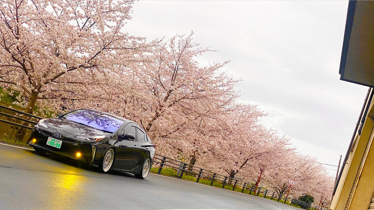 プリウスのpurius50・work・vsxv・今年初の桜コラボ・京都に関するカスタム事例の投稿画像1枚目