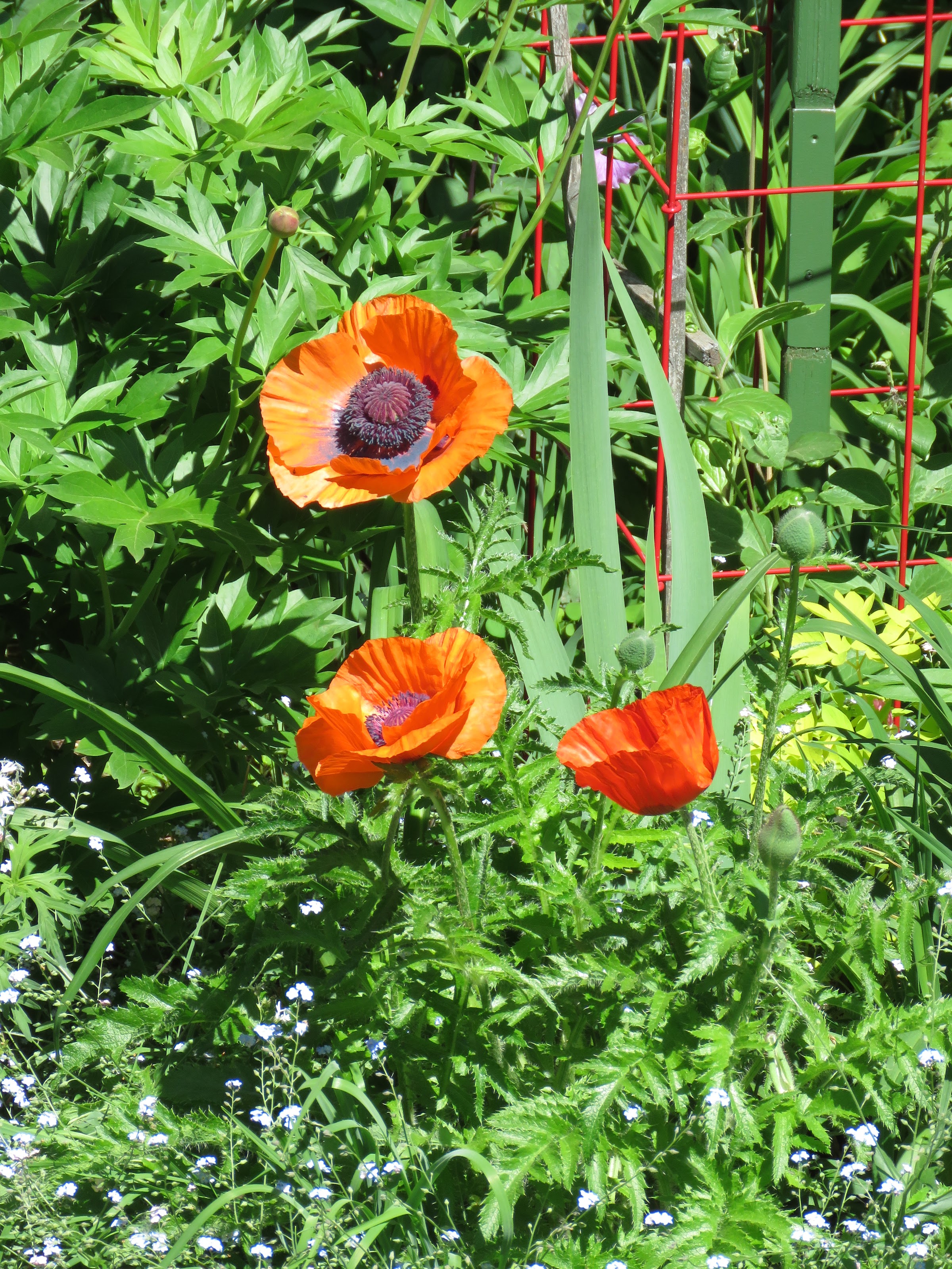 Pendant ce temps, dans le jardin de grigri... - Page 21 MBHoxrYZLmmTwrwZURHnjRxYd2kRE9be0tM-uFwDRDKRok6dVd-DTl-O6nHTt96F11BqwEVTBtMVt6Z_Y_ivW4UF8TqqkVzlc9yTJ4xmfMnWY-fQluPutgGpJ6O4y2B63FuXNFNZvBQ=w2400