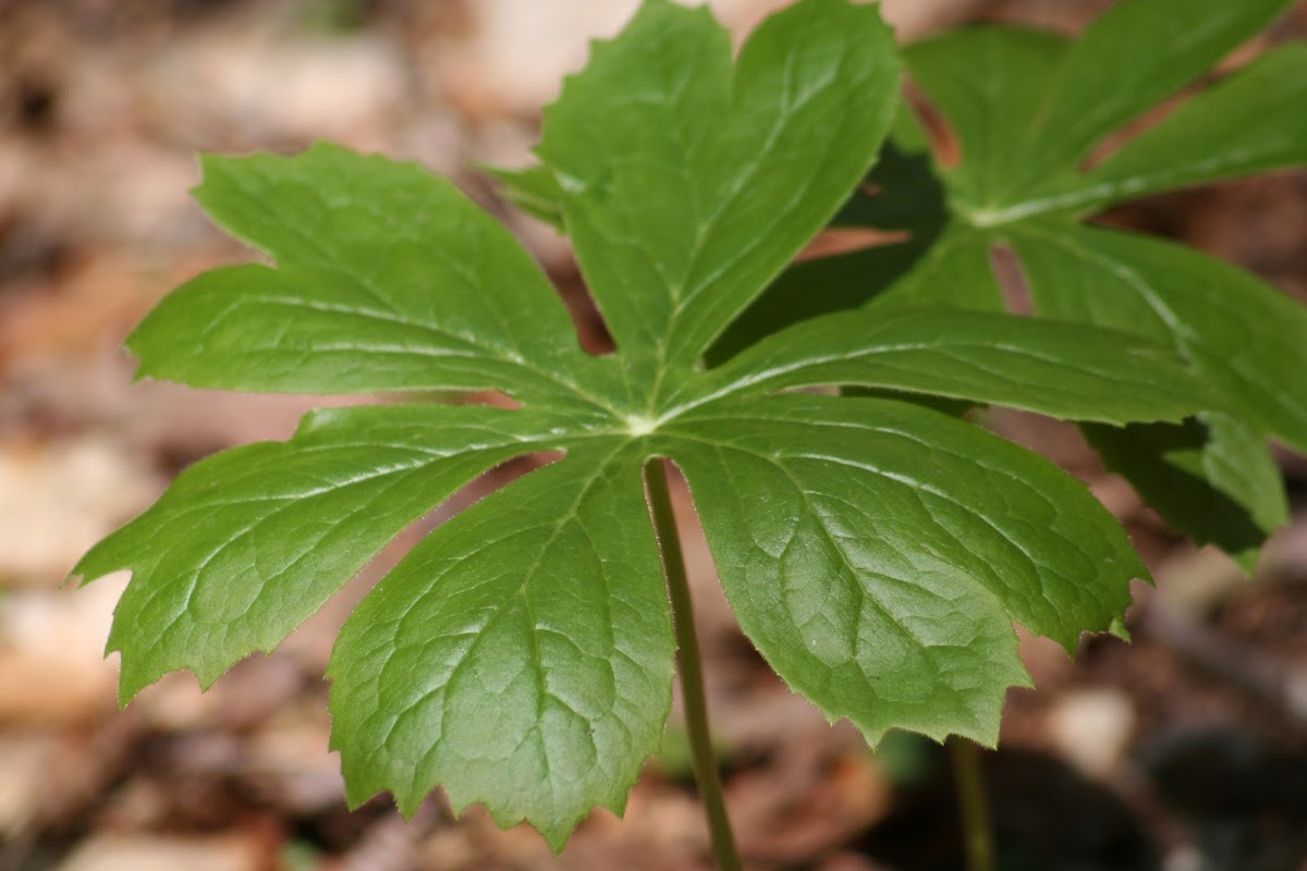 Mayapple