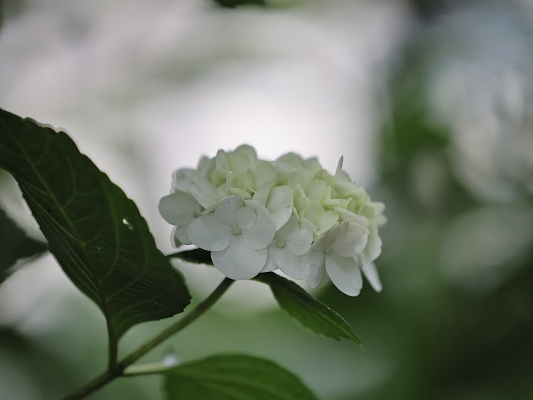 ステップワゴンスパーダの蓮の花・紫陽花は先々週に関するカスタム事例の投稿画像7枚目