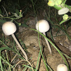 Panaeolus antillarum