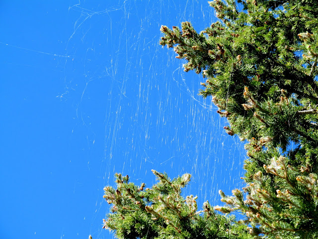 Spider webs in the pine trees