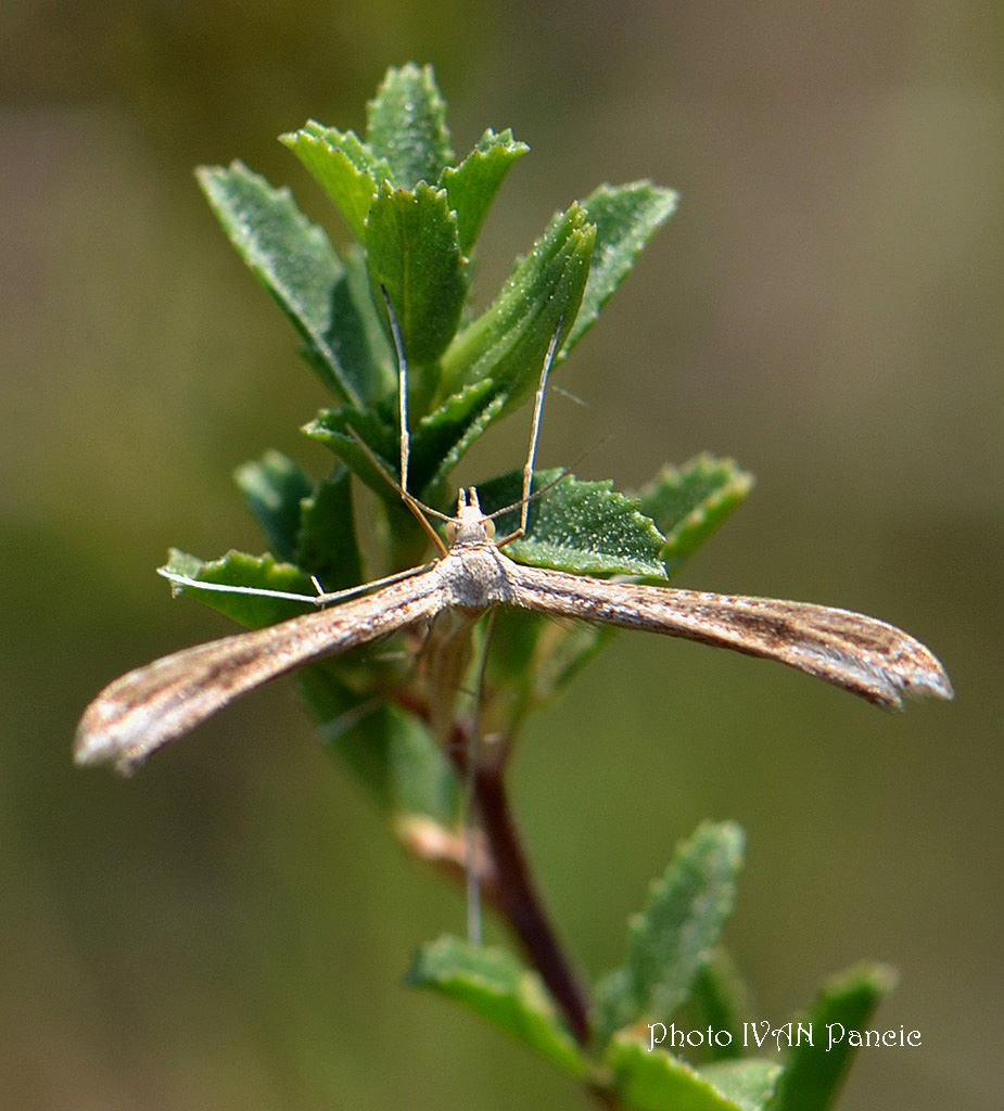 Moth