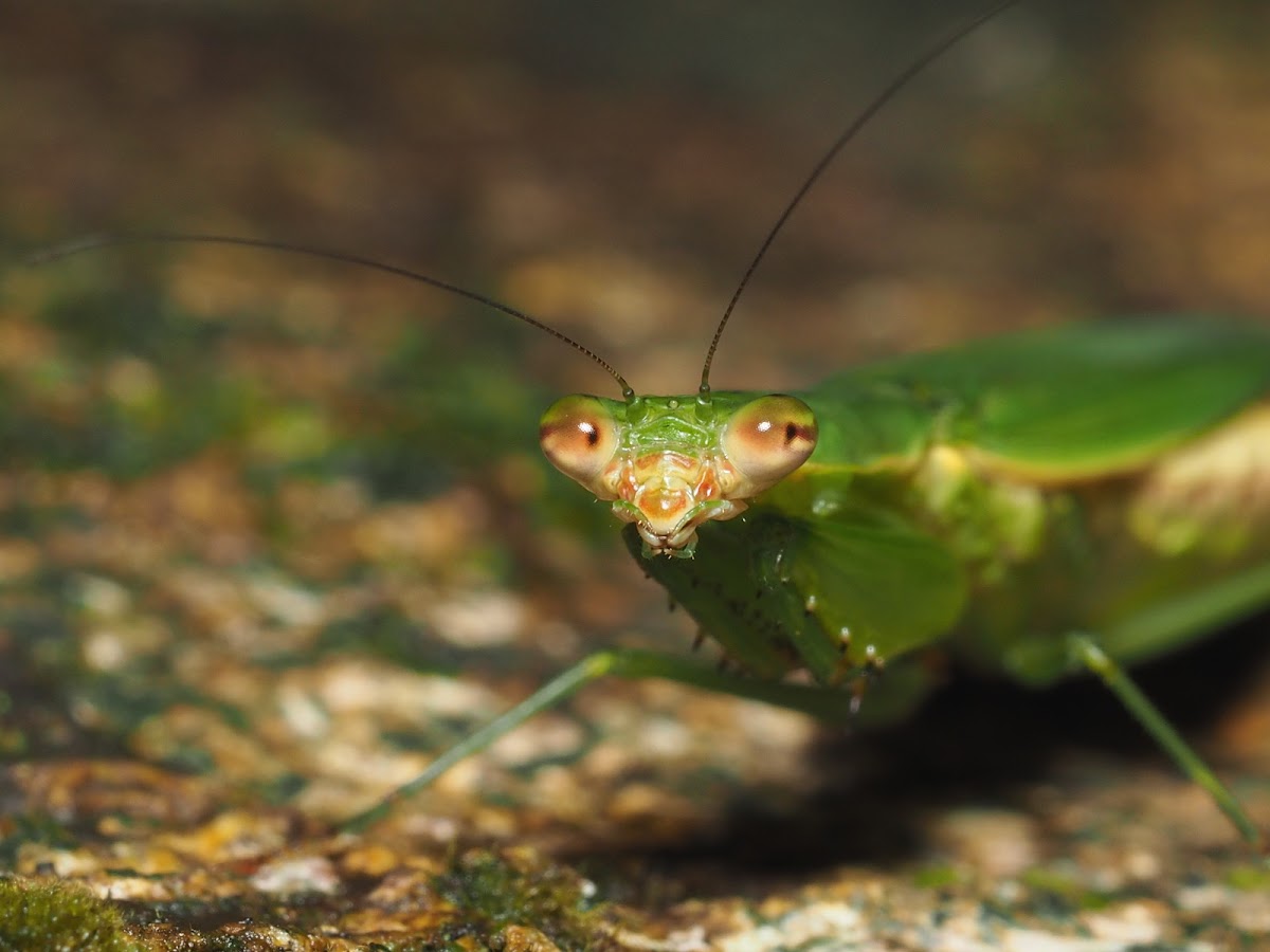 Odontomantis planiceps