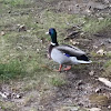 Mallard