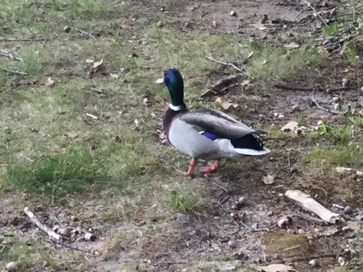 Mallard