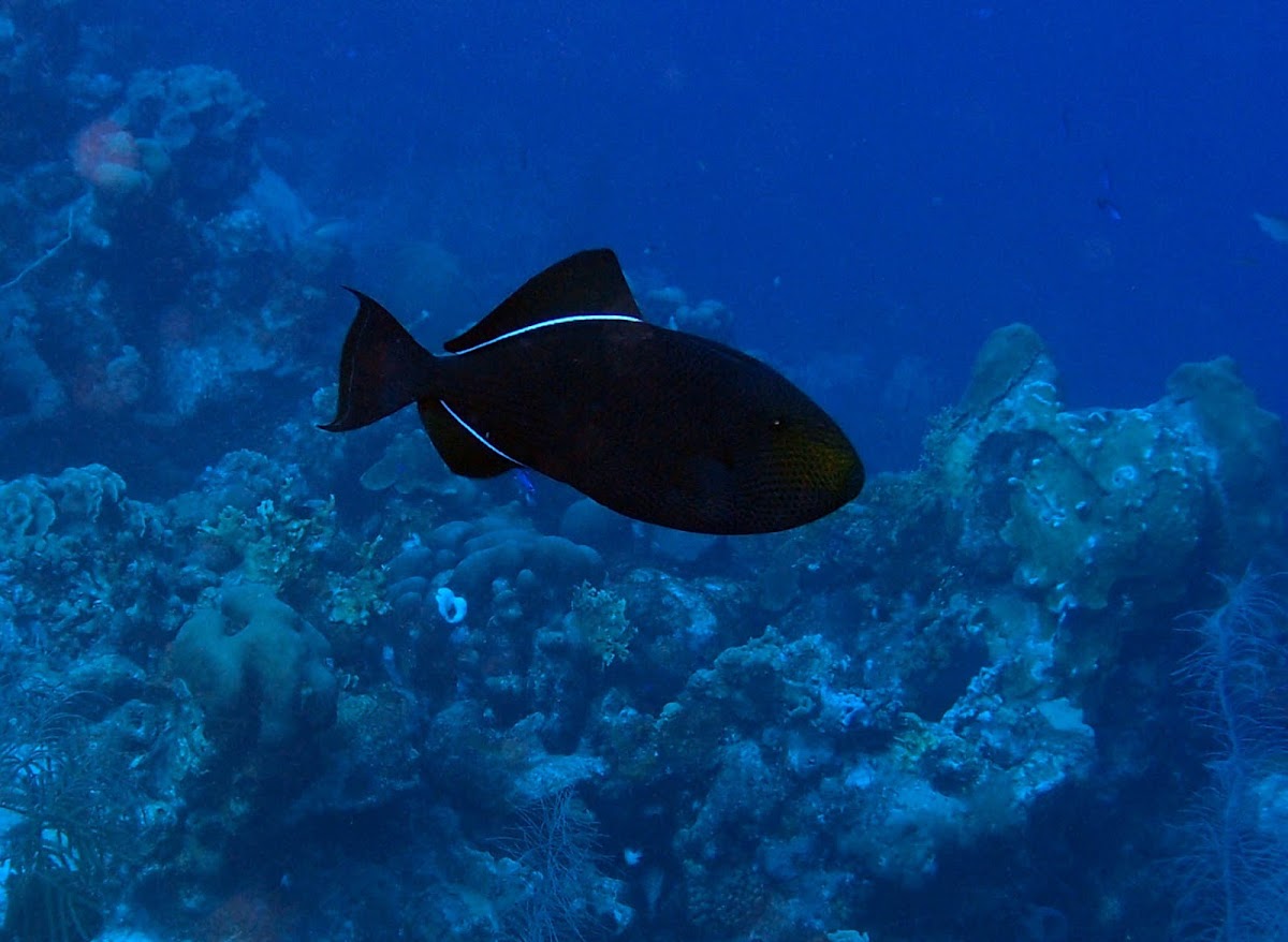 Black triggerfish