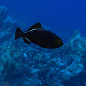 Black triggerfish