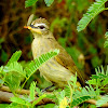 White-browed bulbul