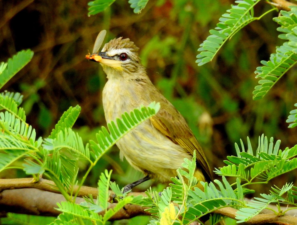 White-browed bulbul