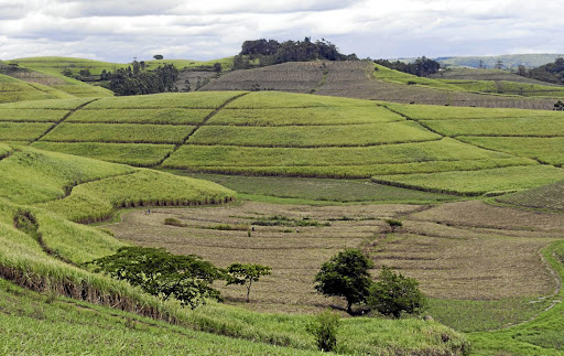 Sugar cane fields are seen in this file photograph. Sugar producer Tongaat Hulett has swung into a loss in its six months to end-September. Picture: ROGAN WARD