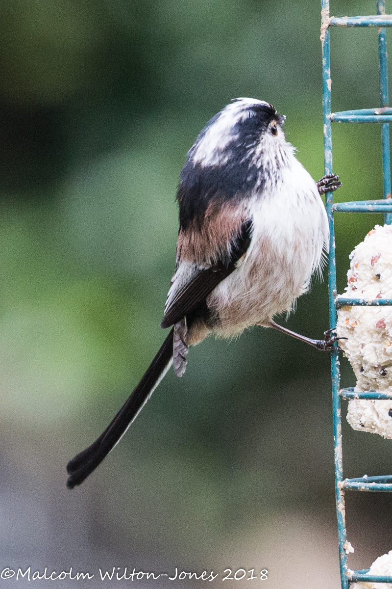 Long-tailed Tit