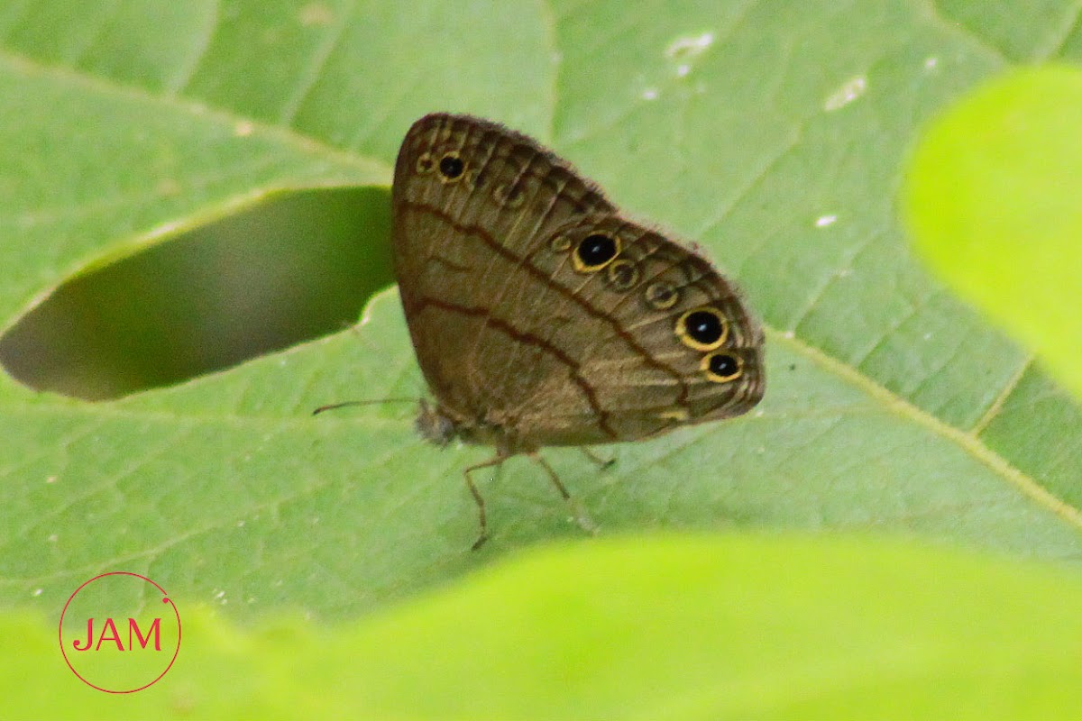 Carolina Satyr Butterfly