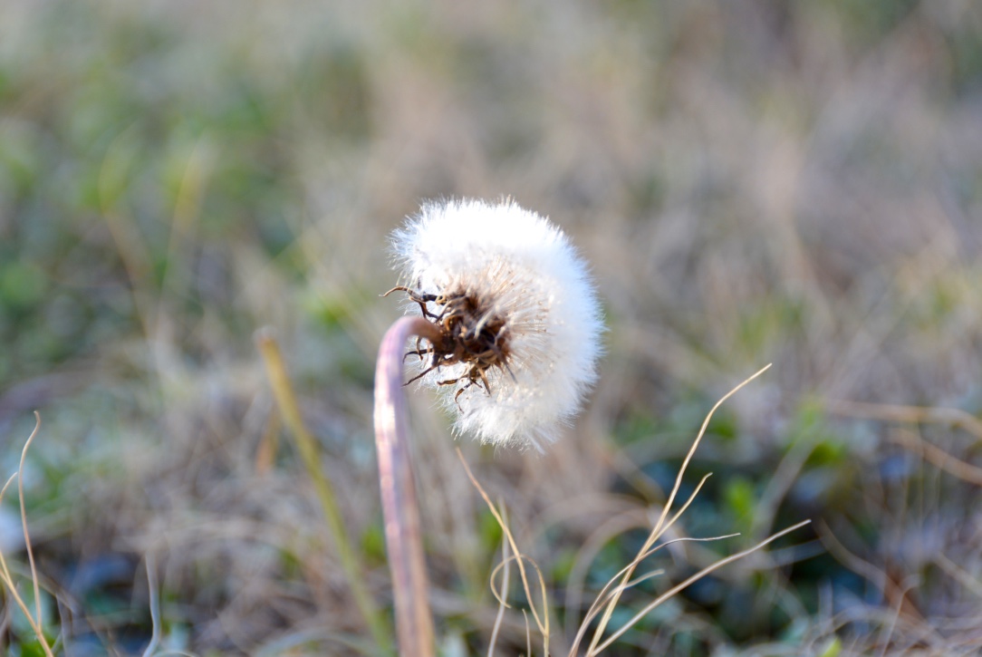 Dandelion