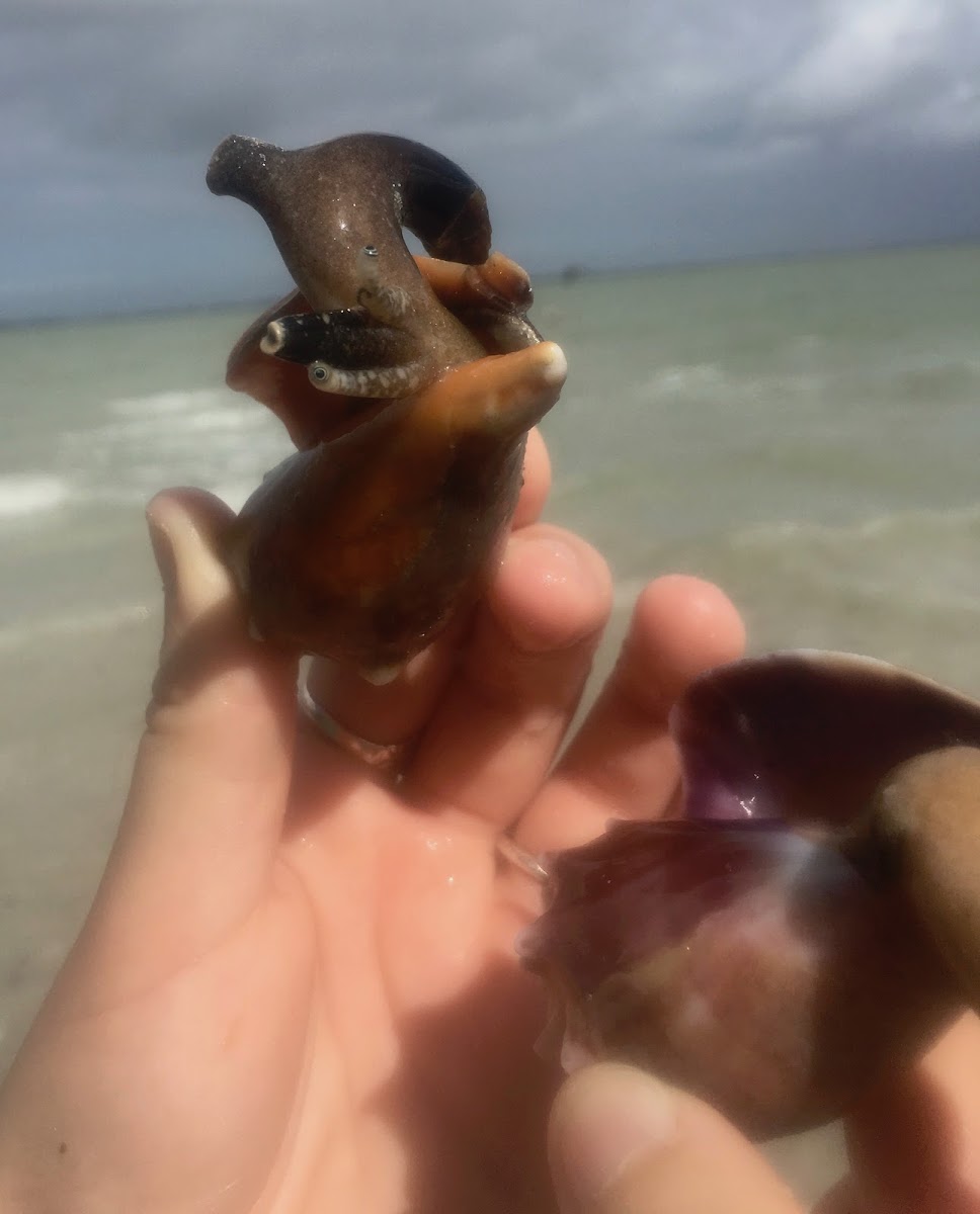 Florida Fighting Conch