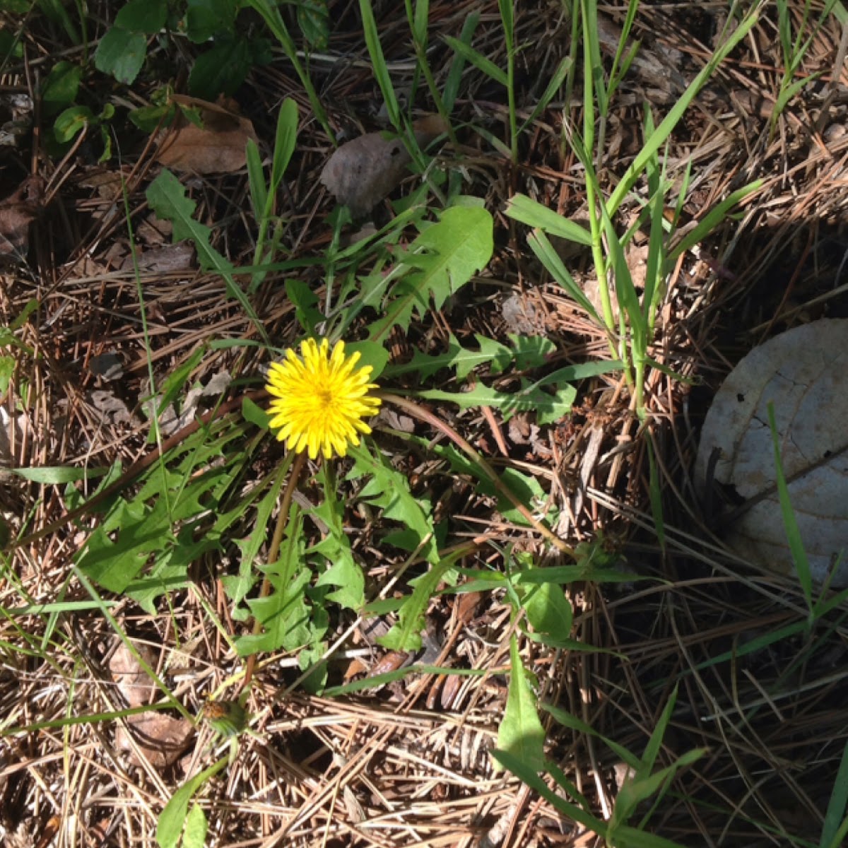 Dandelion