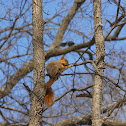 American Red squirrel