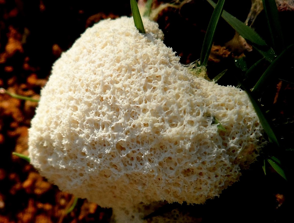 Dog Vomit (Slime Mould)