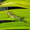 Rice Grasshopper