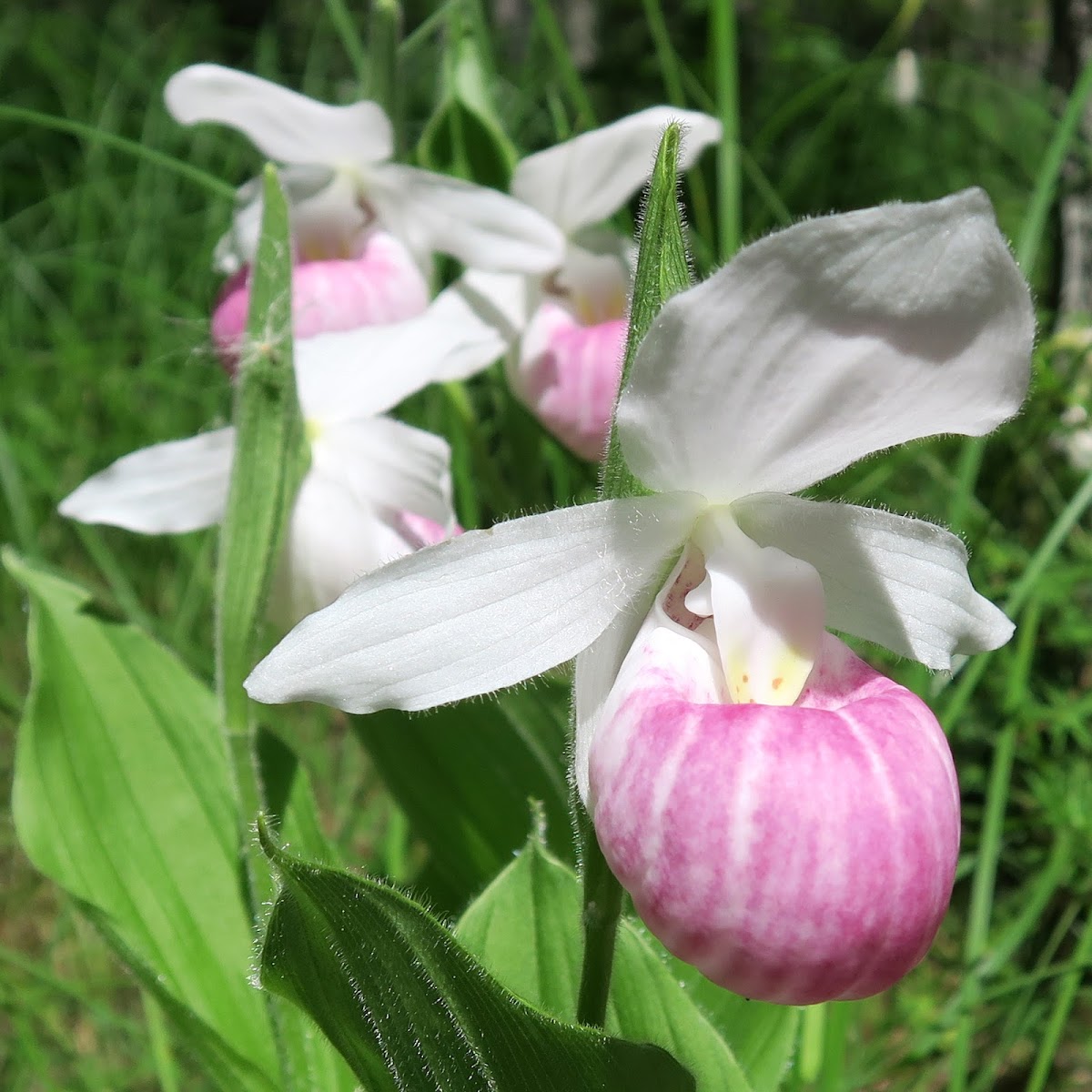 Showy Lady's Slippers