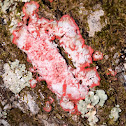 Chistmas wreath lichen