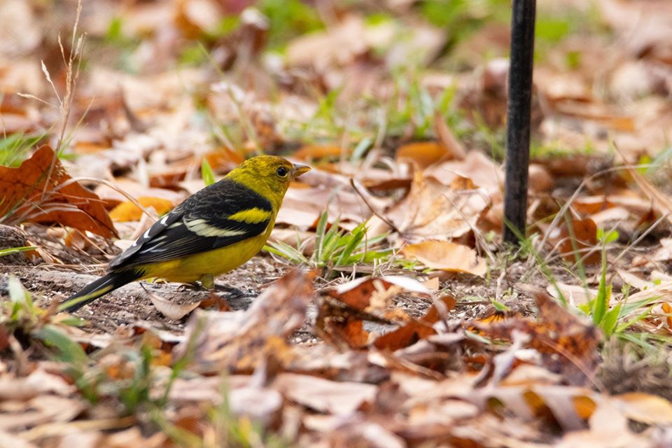 Western Tanager