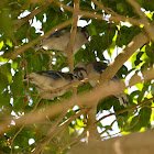 Blue Jay