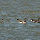 Brent Goose