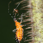 Assassin Bug