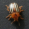 False Potato Beetle