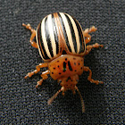 False Potato Beetle