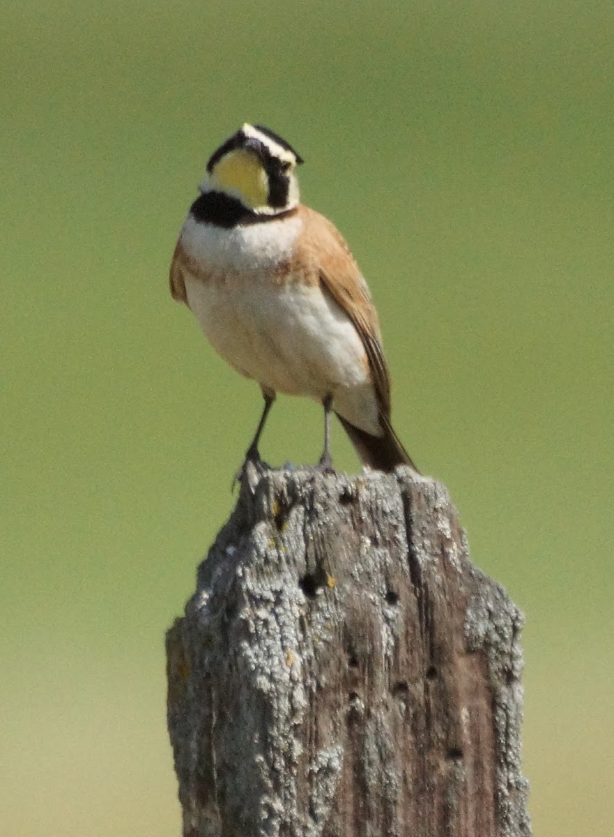 Horned Lark