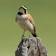 Horned Lark