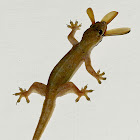 Common House Gecko with Prey