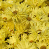 Chrysanth